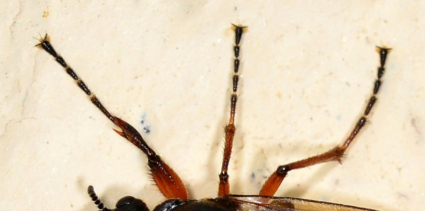 Bibionidae:  Bibio cfr. johannis, femmina