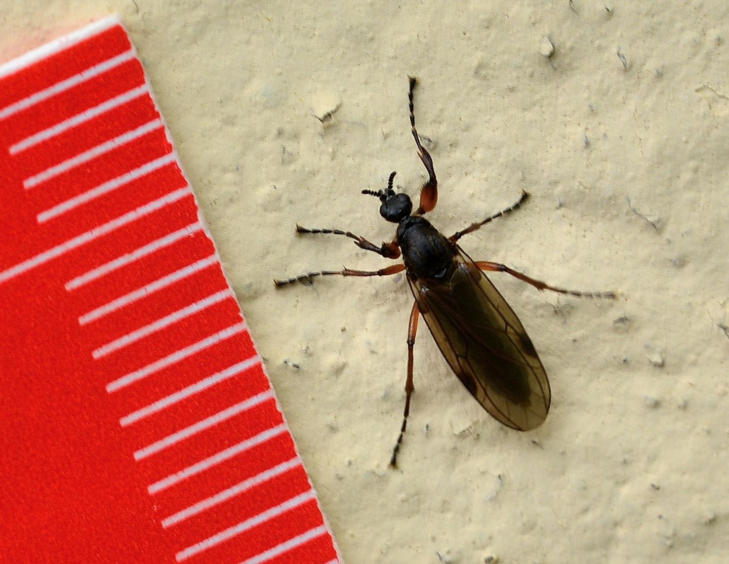 Bibionidae:  Bibio cfr. johannis, femmina