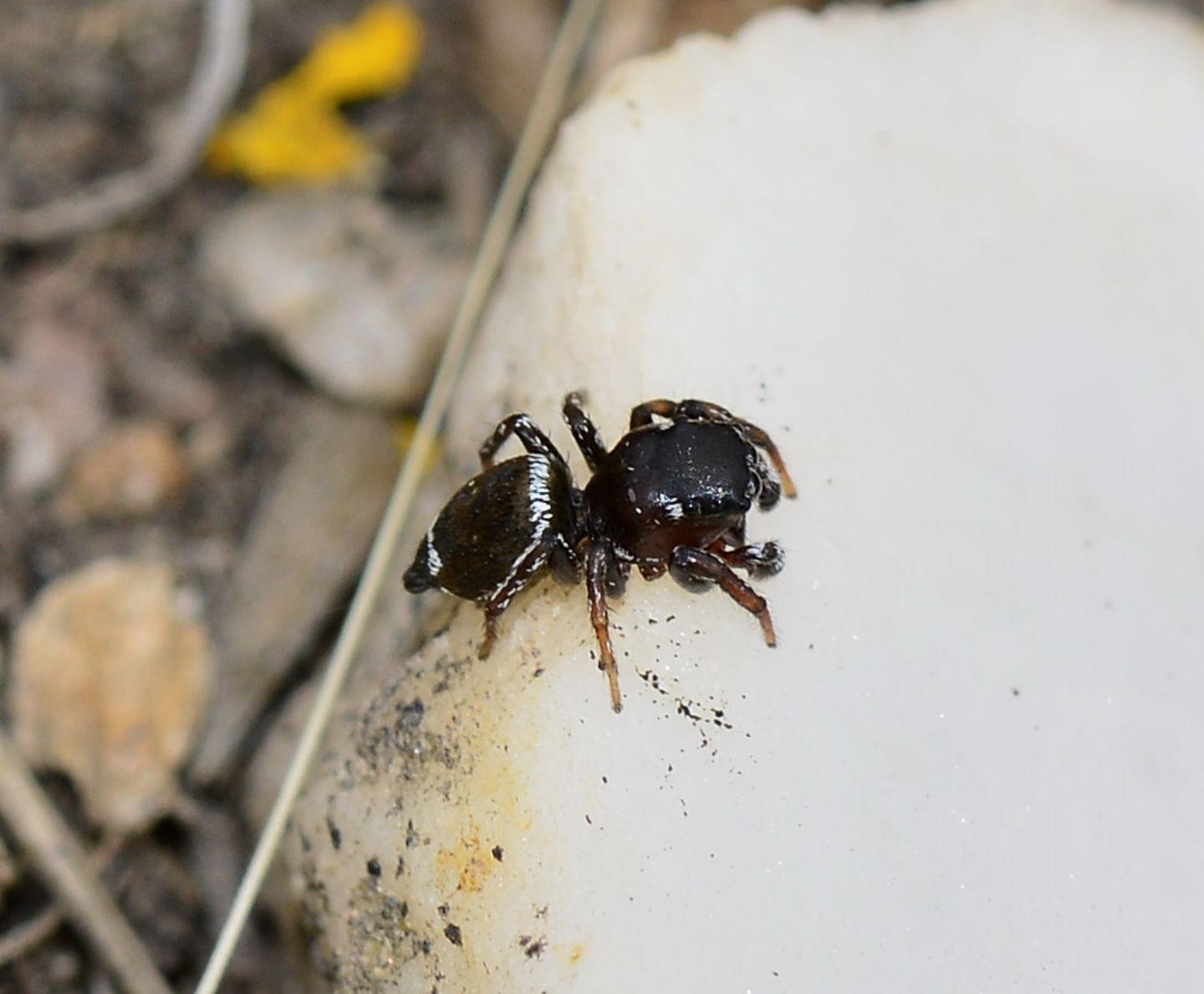 Salticidae del Giglio:  Heliophanus sp., maschio