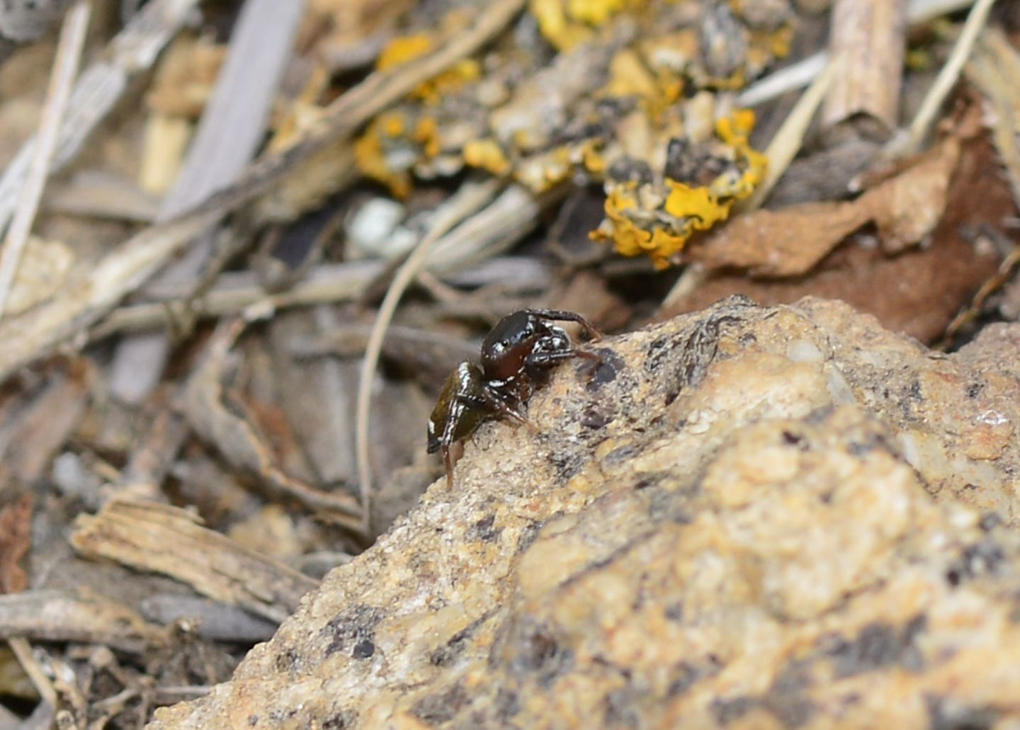 Salticidae del Giglio:  Heliophanus sp., maschio