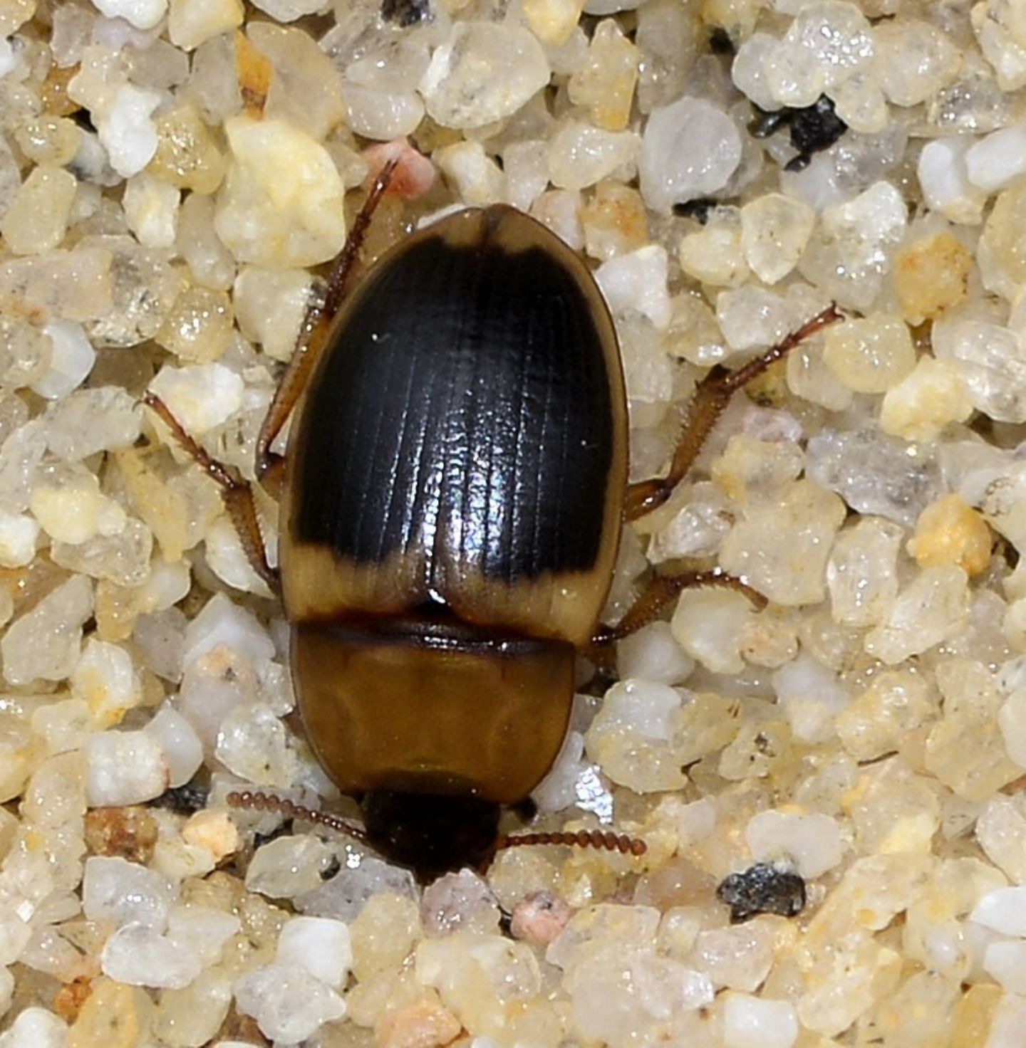 nella sabbia: Phaleria bimaculata ssp. bimaculata (Tenebrionidae)