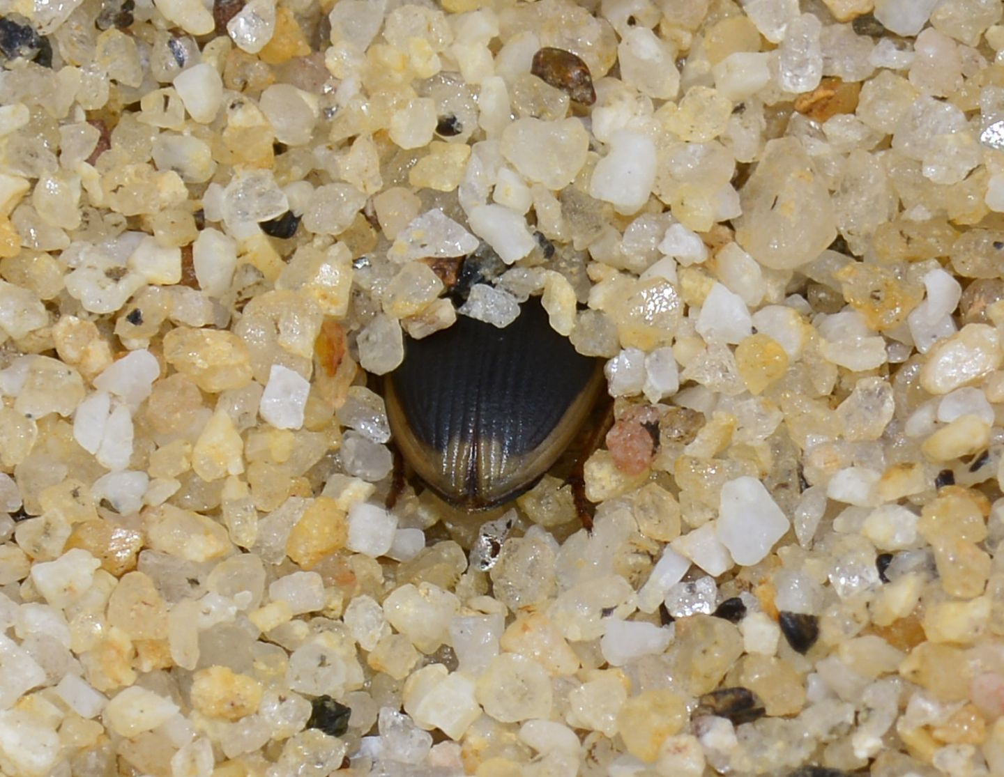 nella sabbia: Phaleria bimaculata ssp. bimaculata (Tenebrionidae)