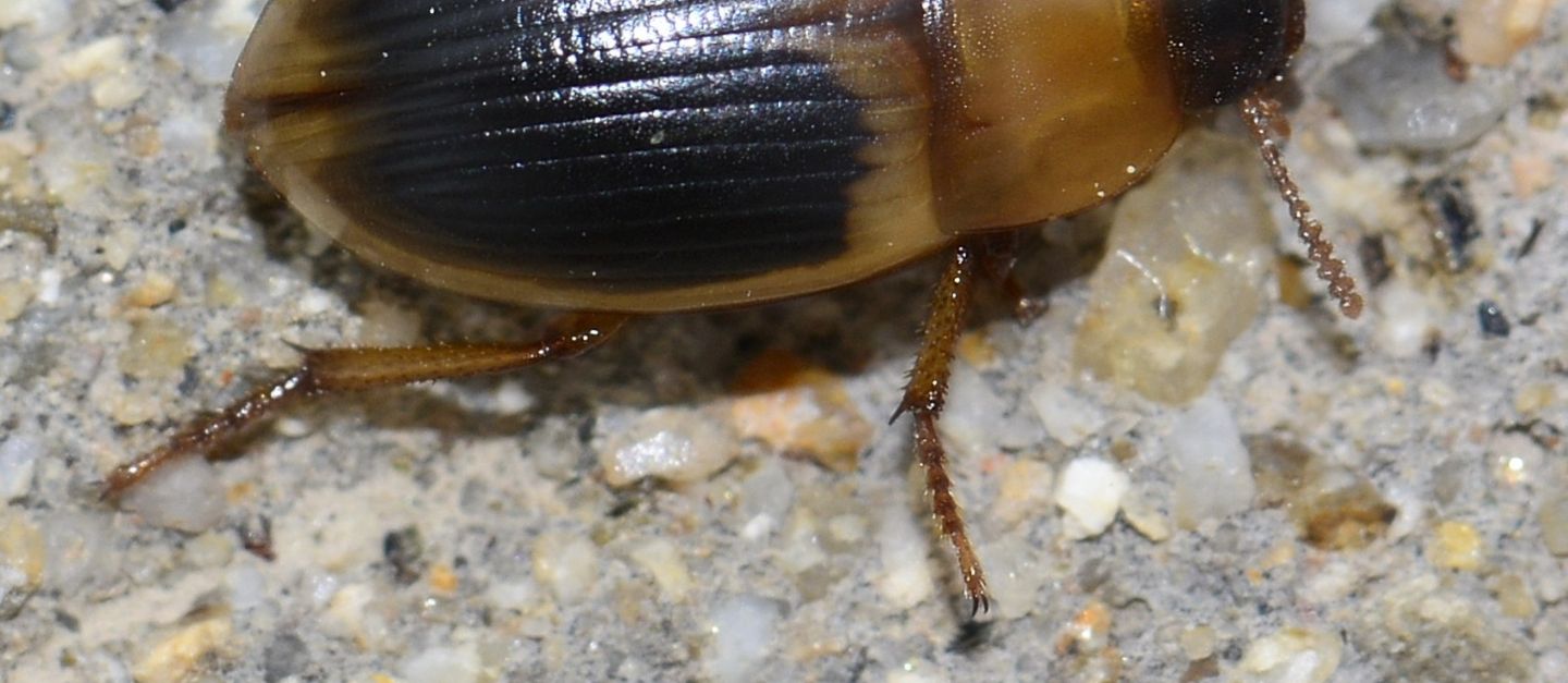 nella sabbia: Phaleria bimaculata ssp. bimaculata (Tenebrionidae)