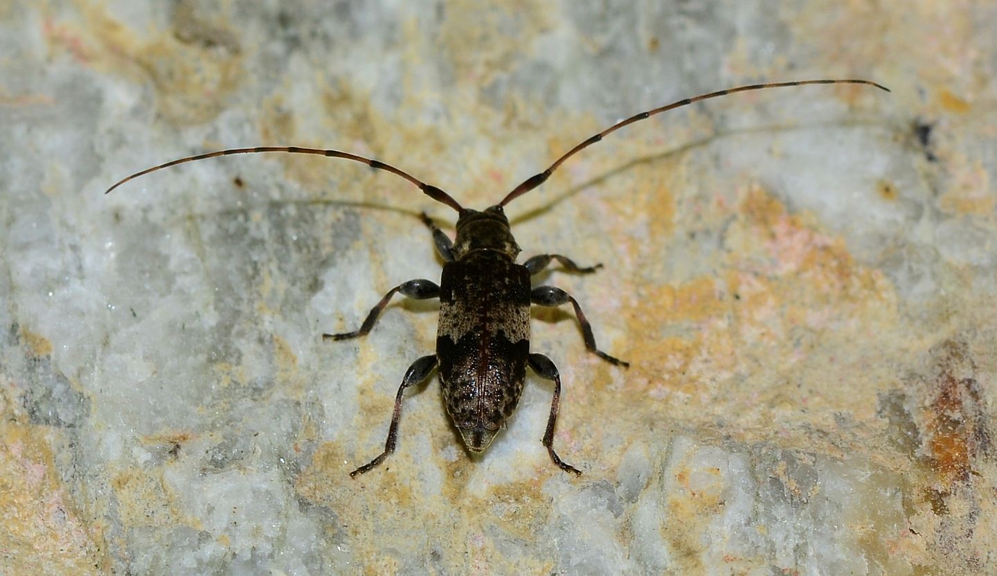 Cerambycidae: Leiopus  nebulosus nebulosus