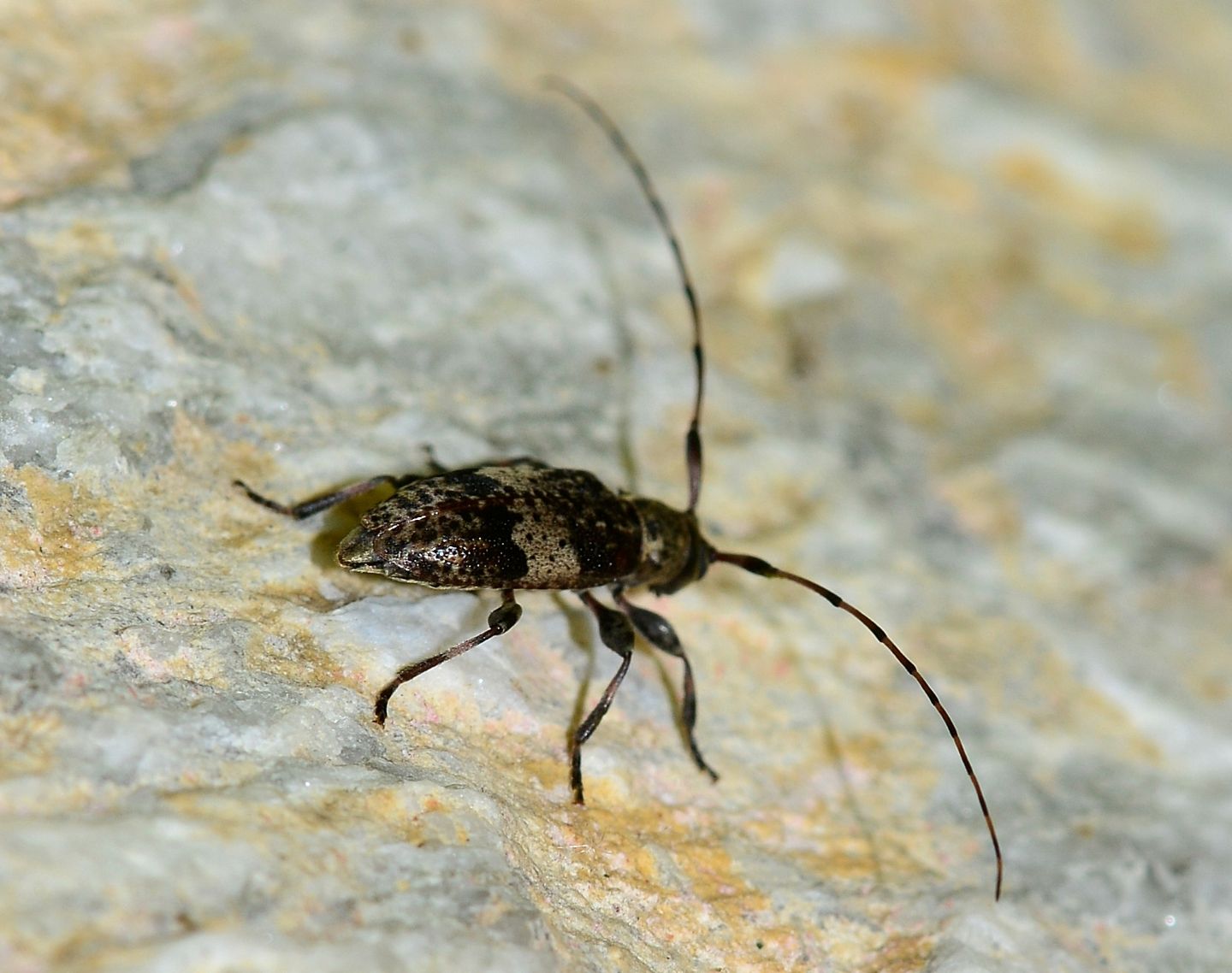 Cerambycidae: Leiopus  nebulosus nebulosus