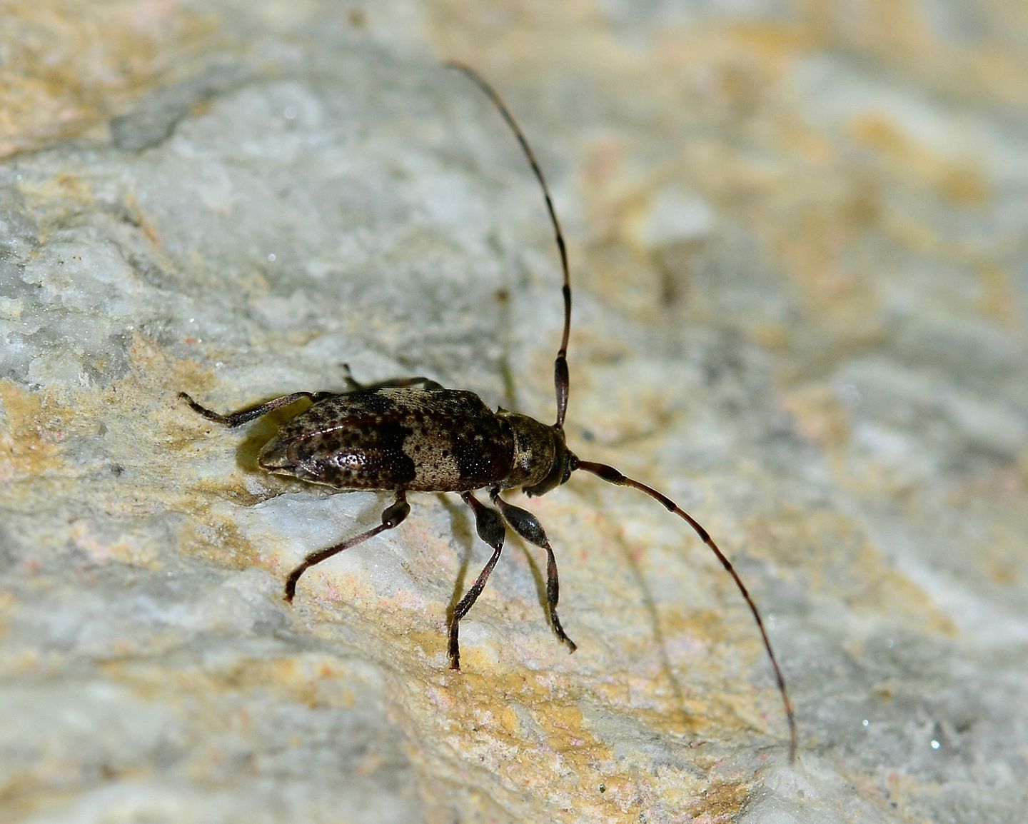 Cerambycidae: Leiopus  nebulosus nebulosus