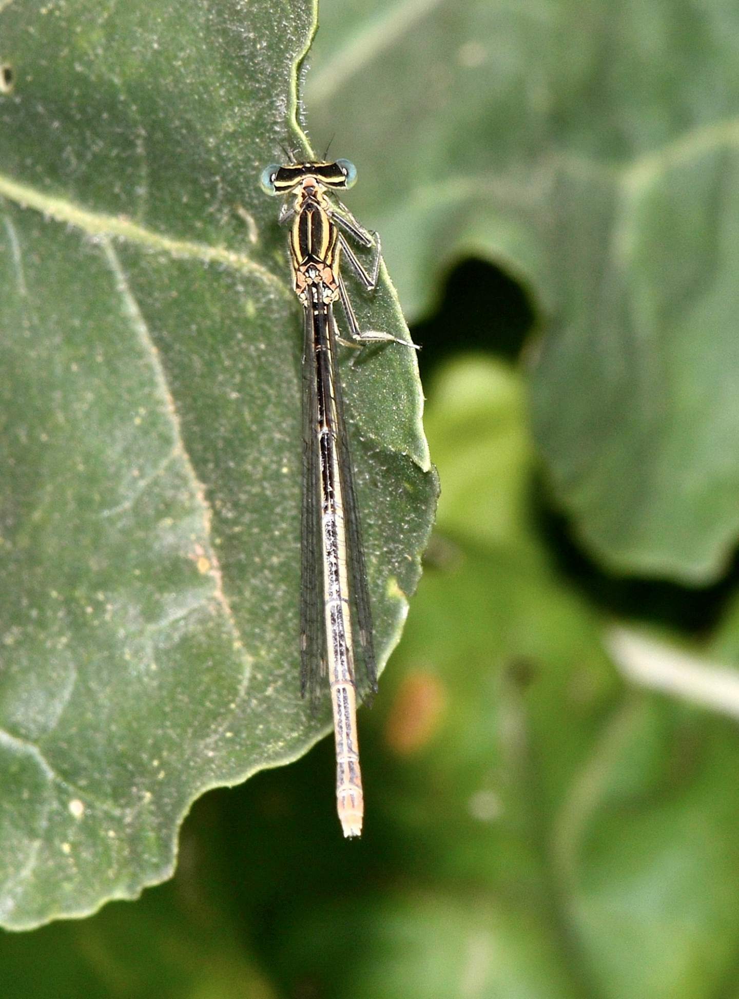 Coenagrionidae?  No,  Platycnemididae:  Platycnemis pennipes,  femmina