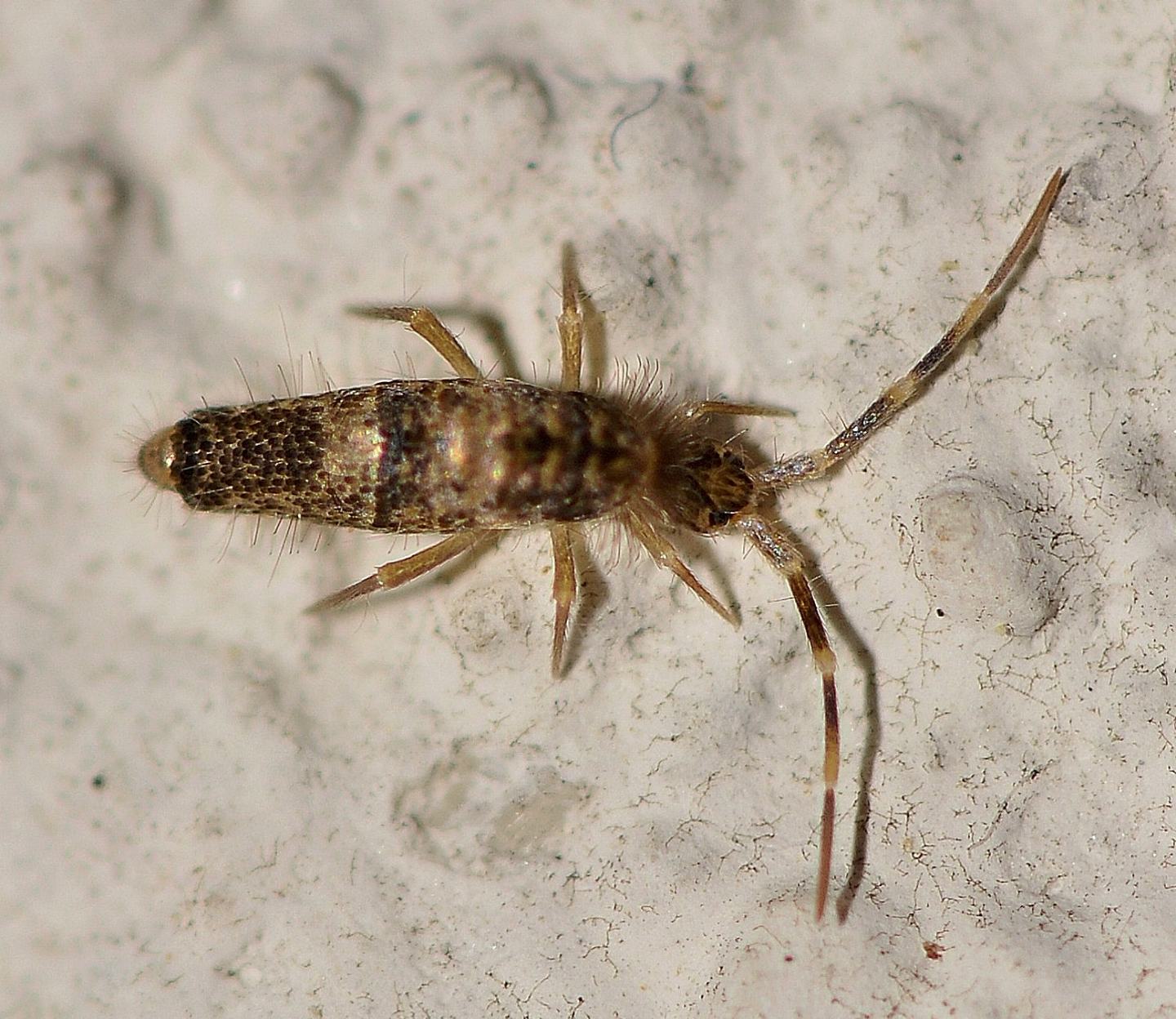 Collembola del Giglio: Entomobryidae: cfr. Seira sp.