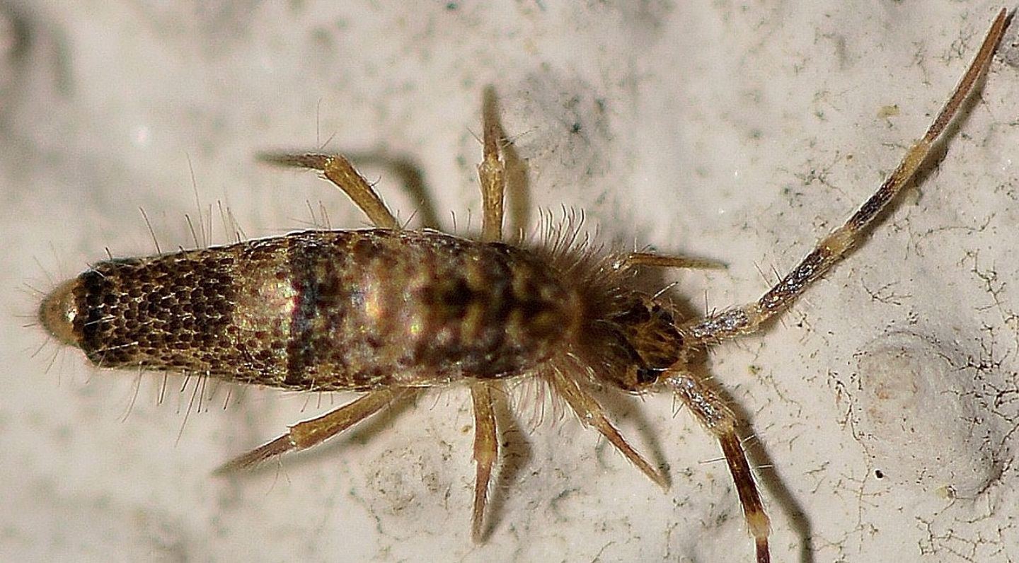 Collembola del Giglio: Entomobryidae: cfr. Seira sp.