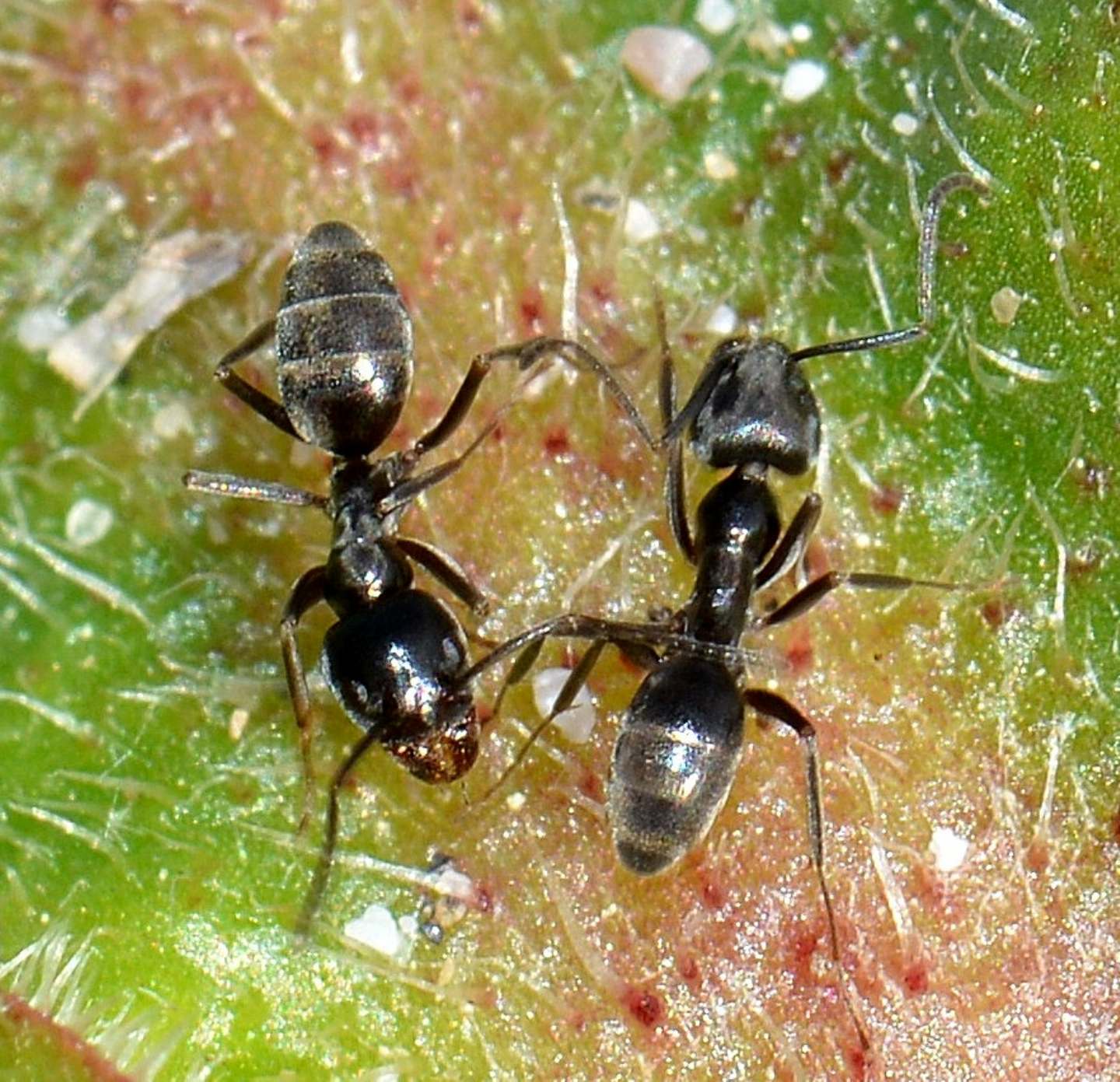 Formicidae da id:  Tapinoma cfr. nigerrimum