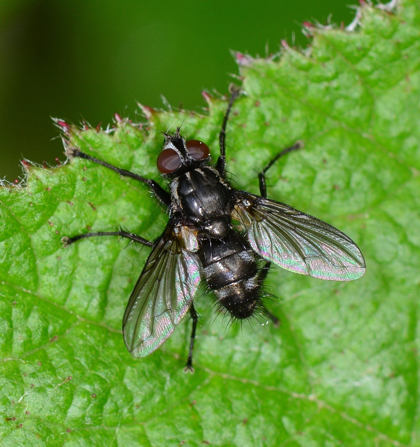 Rhinomorinia sarcophagina (Rhinophoridae)