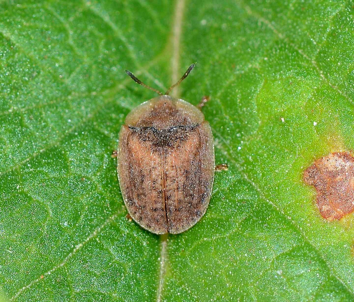 Chrysomelidae: Hypocassida subferruginea