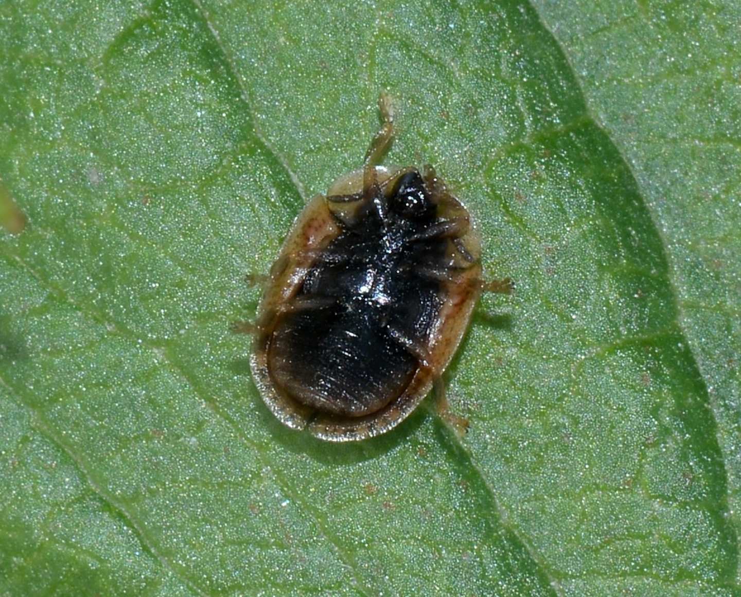 Chrysomelidae: Hypocassida subferruginea