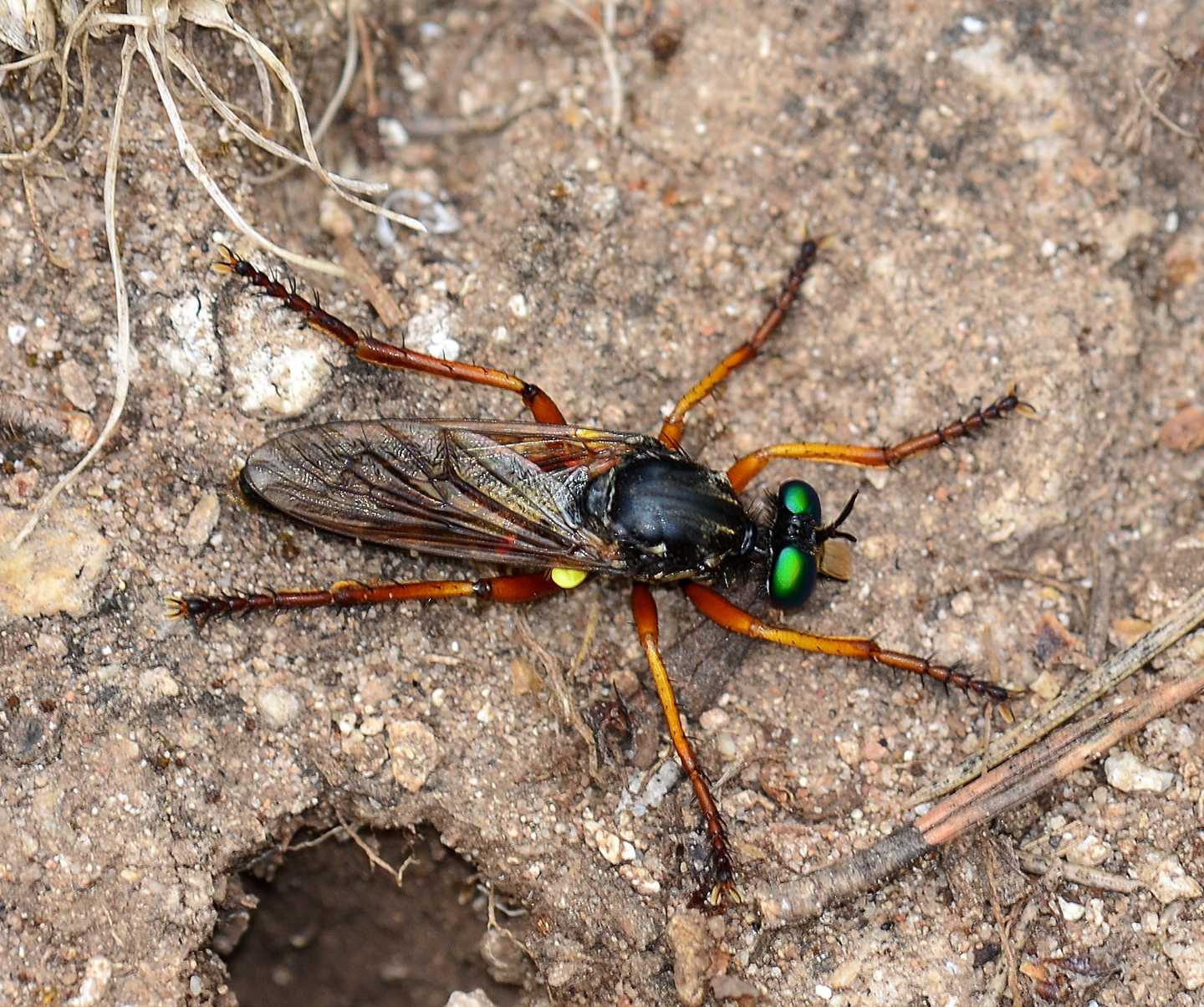 Occhioni verdi: Saropogon sp. (Asilidae)