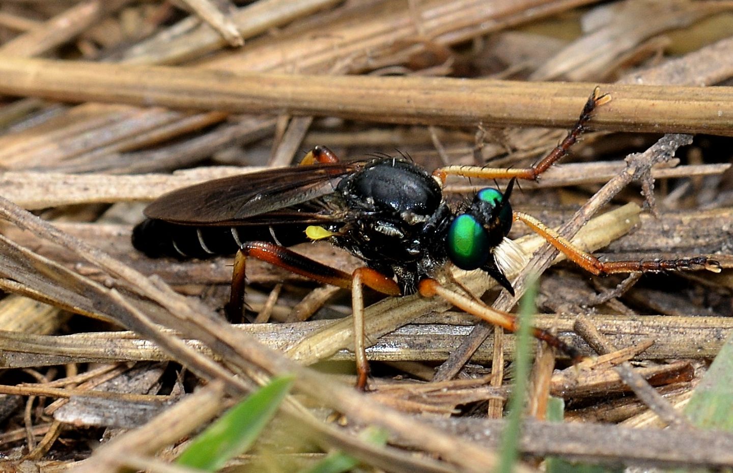 Occhioni verdi: Saropogon sp. (Asilidae)