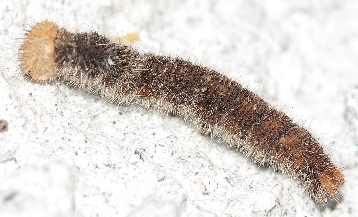 Larva strana