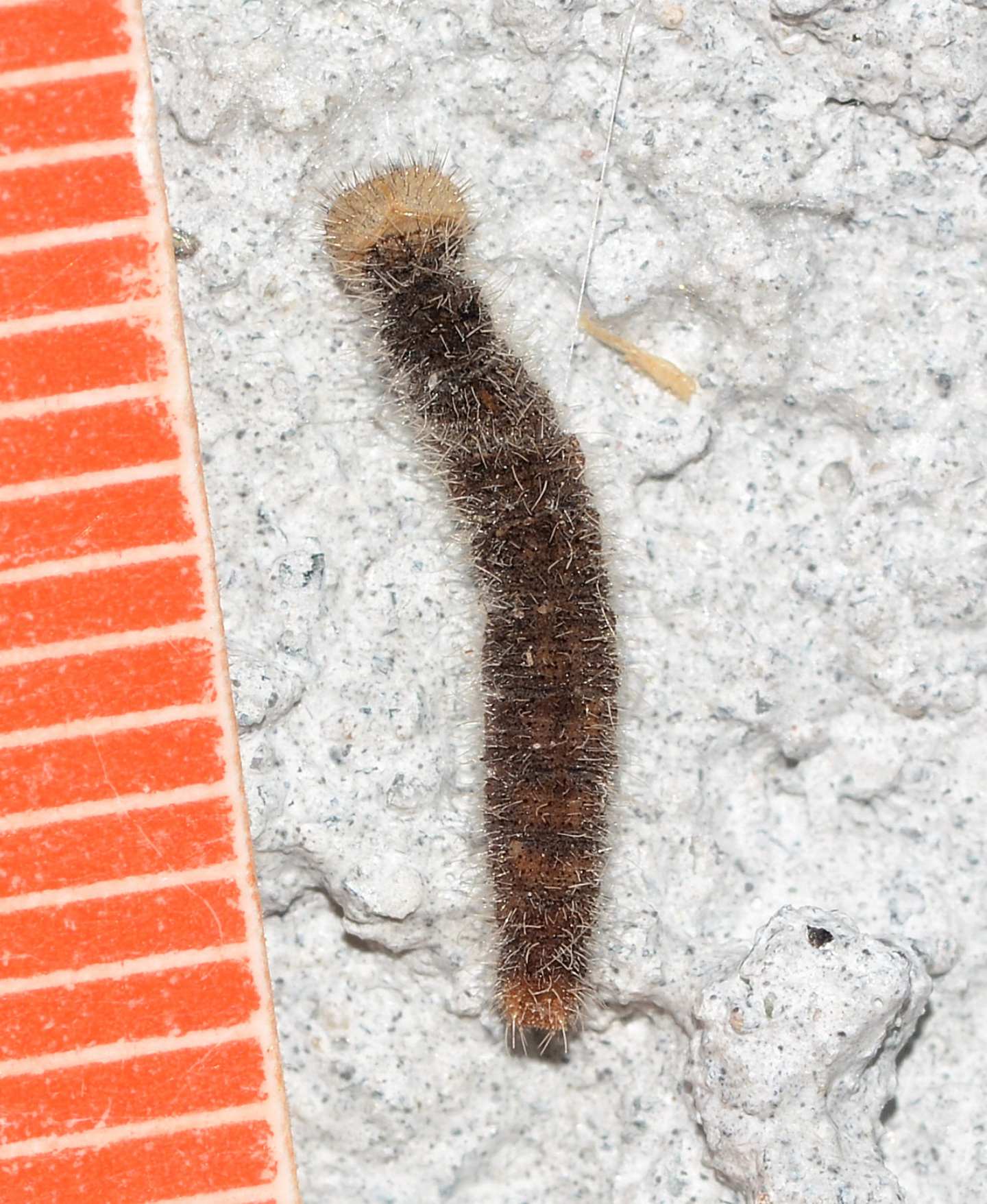 Larva strana