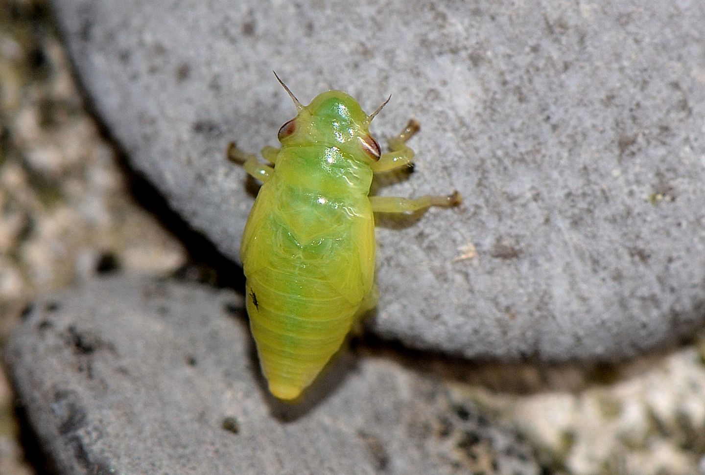 ninfa di Aphrophoridae : Philaenus spumarius