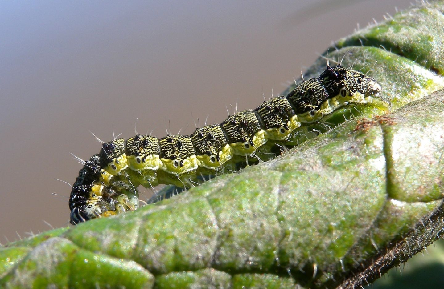 larva - Helicoverpa armigera, Noctuidae