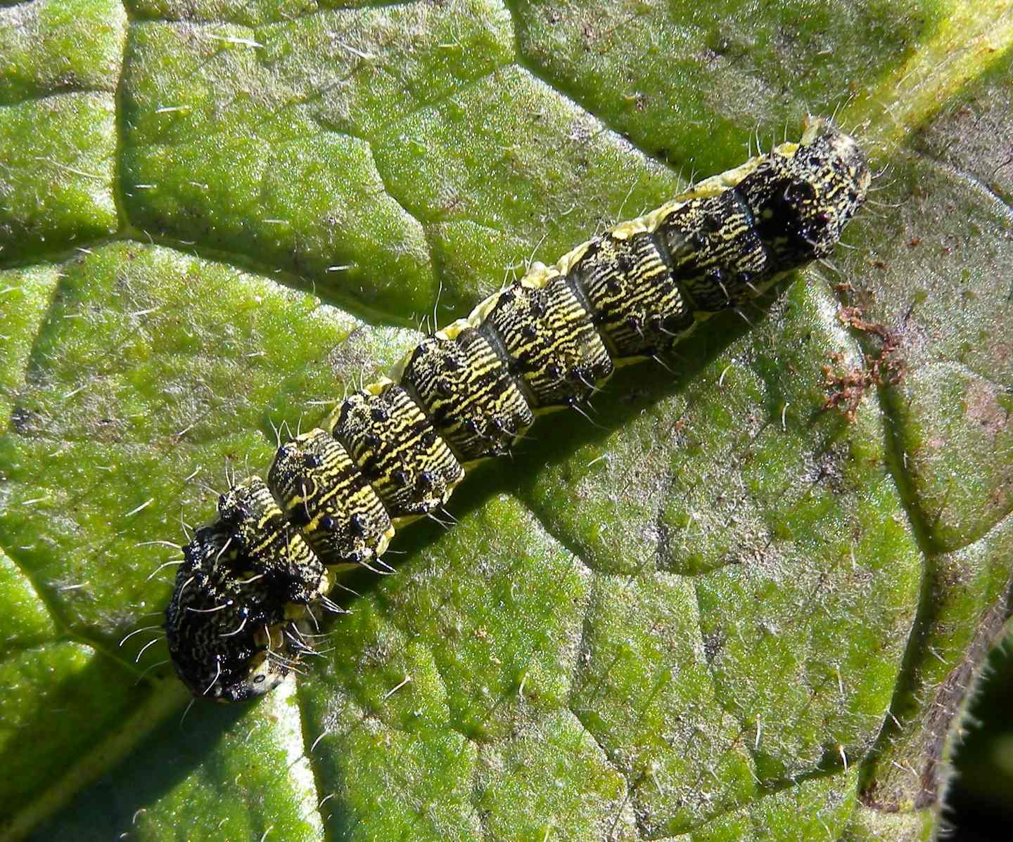 larva - Helicoverpa armigera, Noctuidae