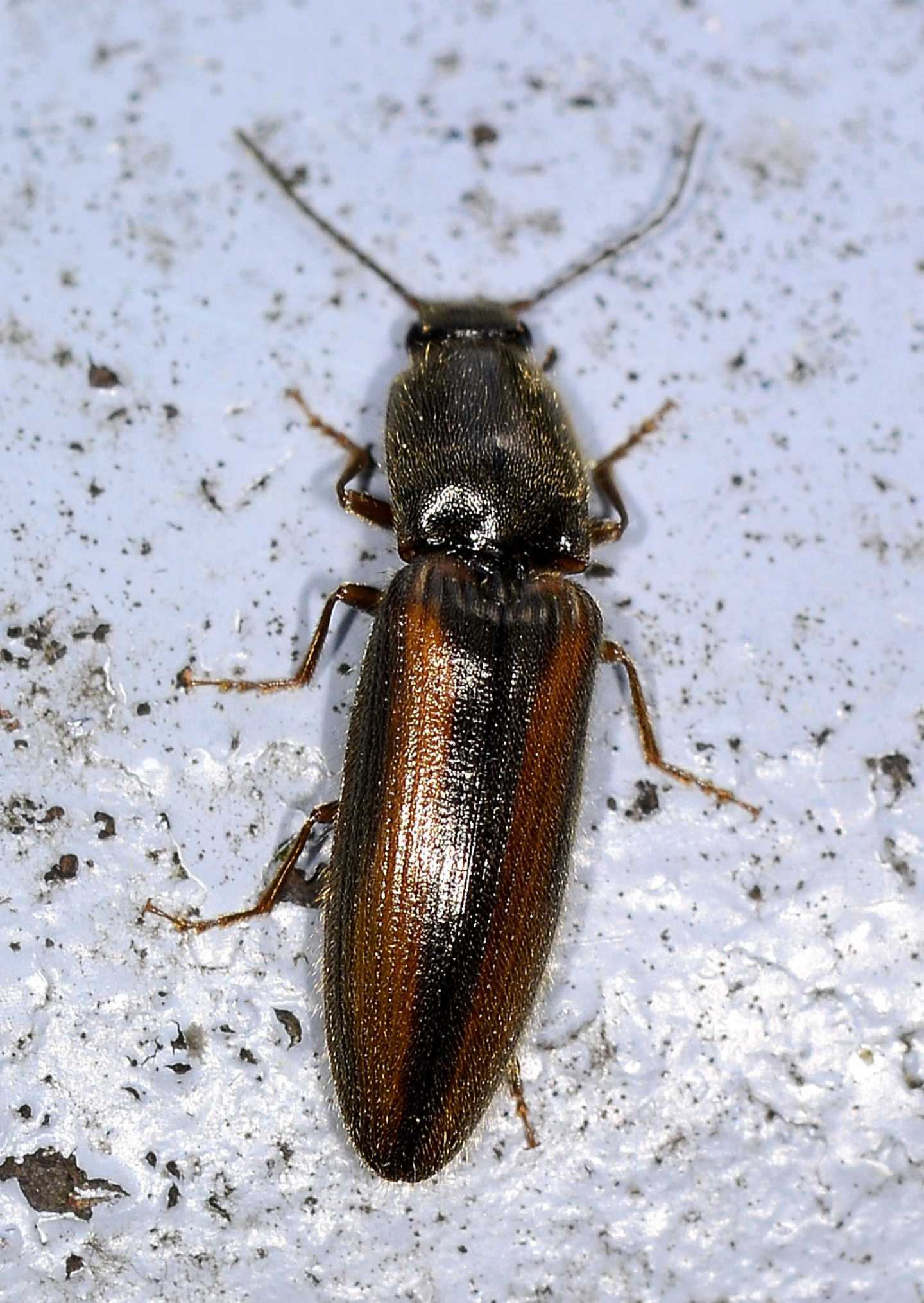 Elateridae:  cfr. Athous vittatus