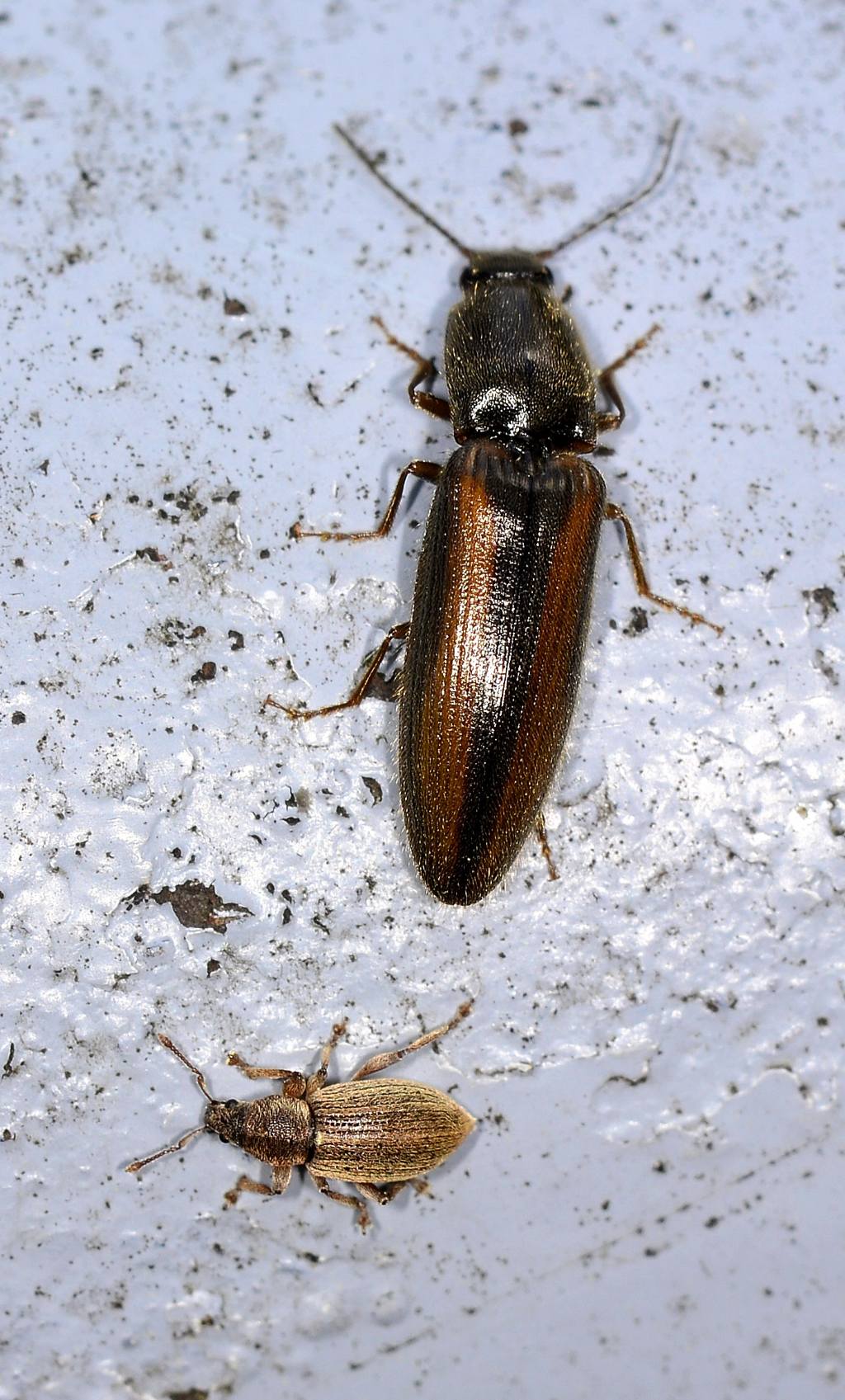 Elateridae:  cfr. Athous vittatus
