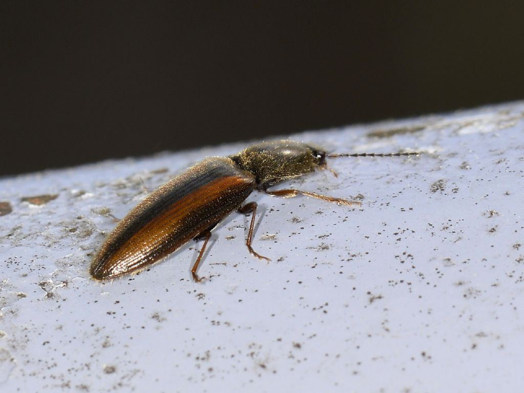 Elateridae:  cfr. Athous vittatus