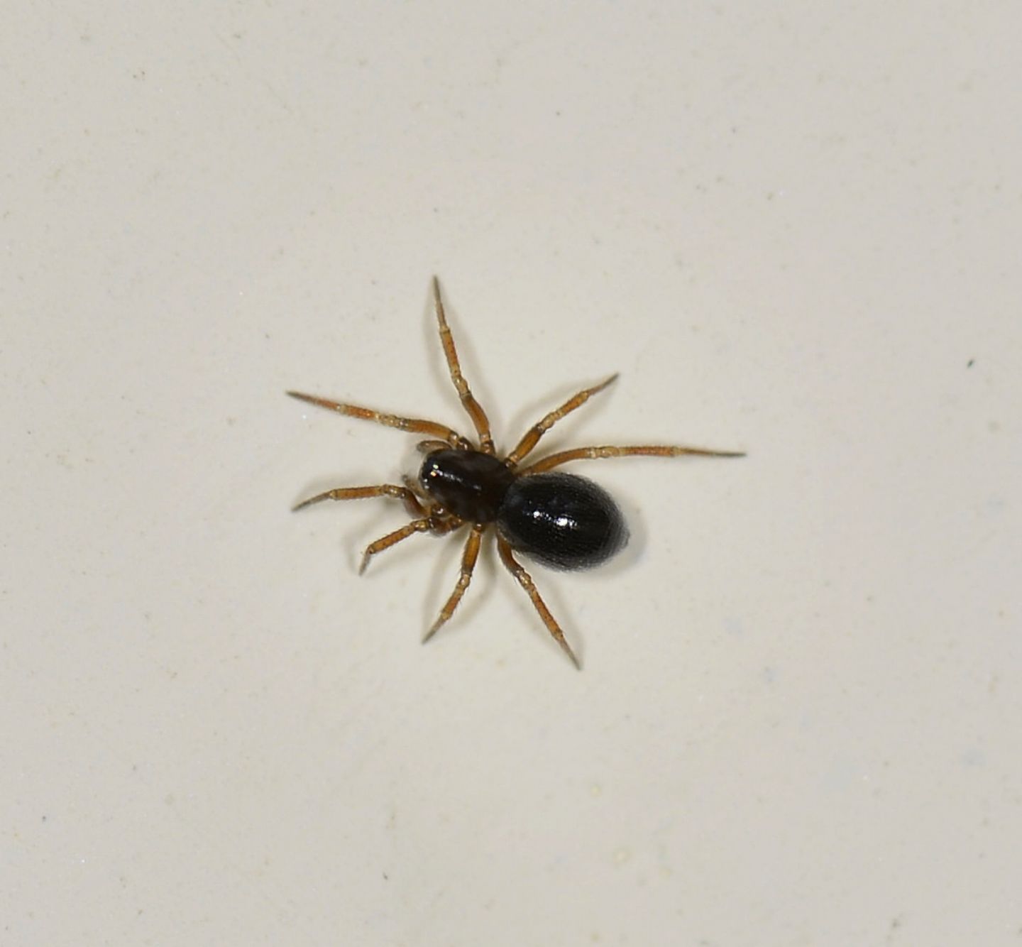 Linyphiidae: cfr. Erigone sp.  -  Bannio Anzino (VB)