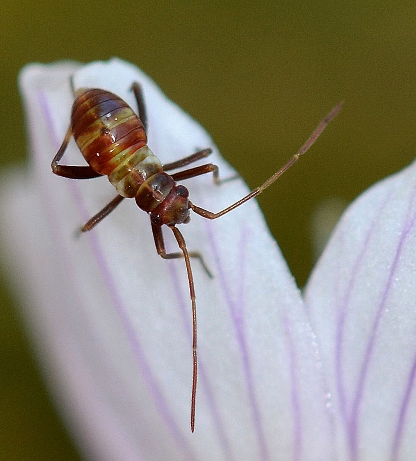 Ninfa di Miridae ? S, ai primissimi stadi: cfr. Calocoris sp.
