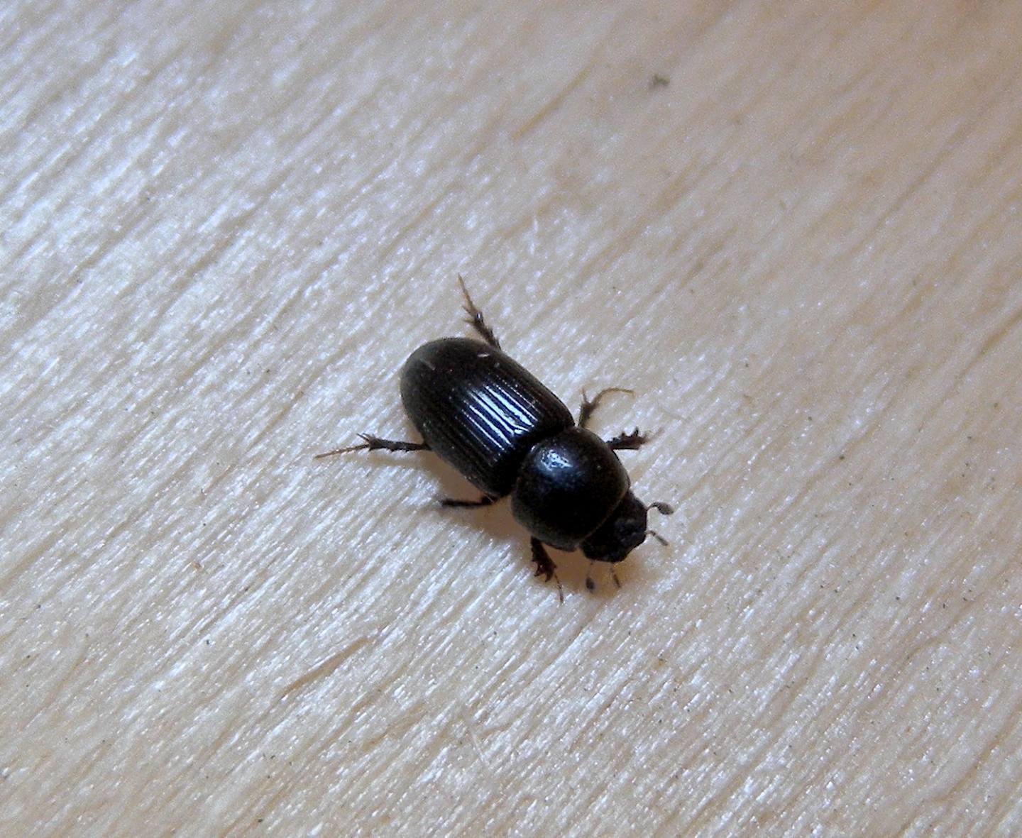Aphodiidae: Calamosternus granarius