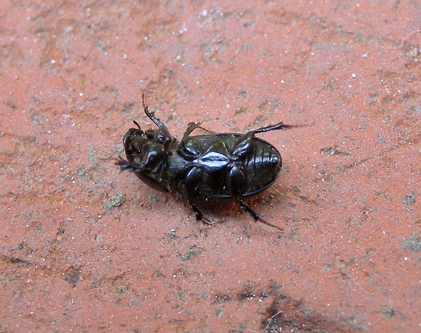 Aphodiidae: Calamosternus granarius