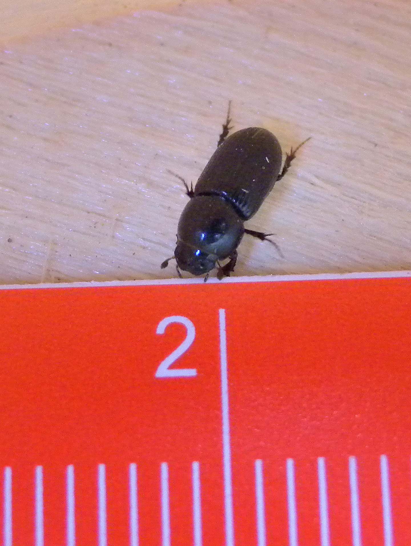 Aphodiidae: Calamosternus granarius