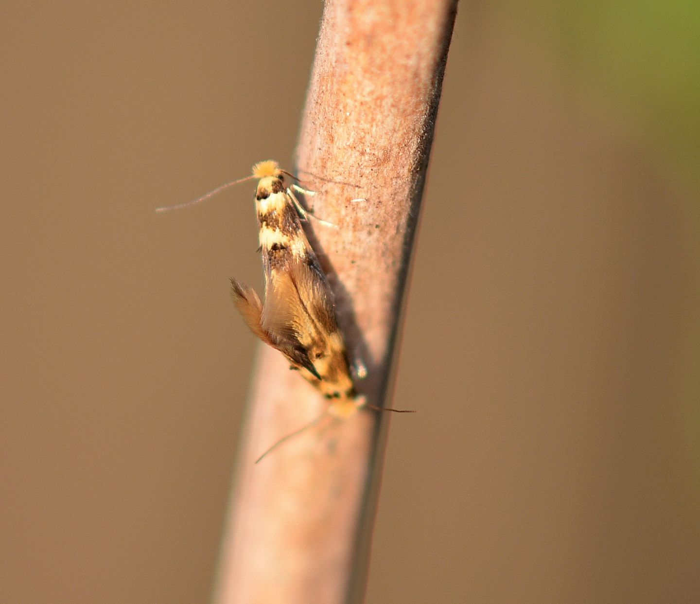 id farfallini - Micropterix sp, Micropterigidae