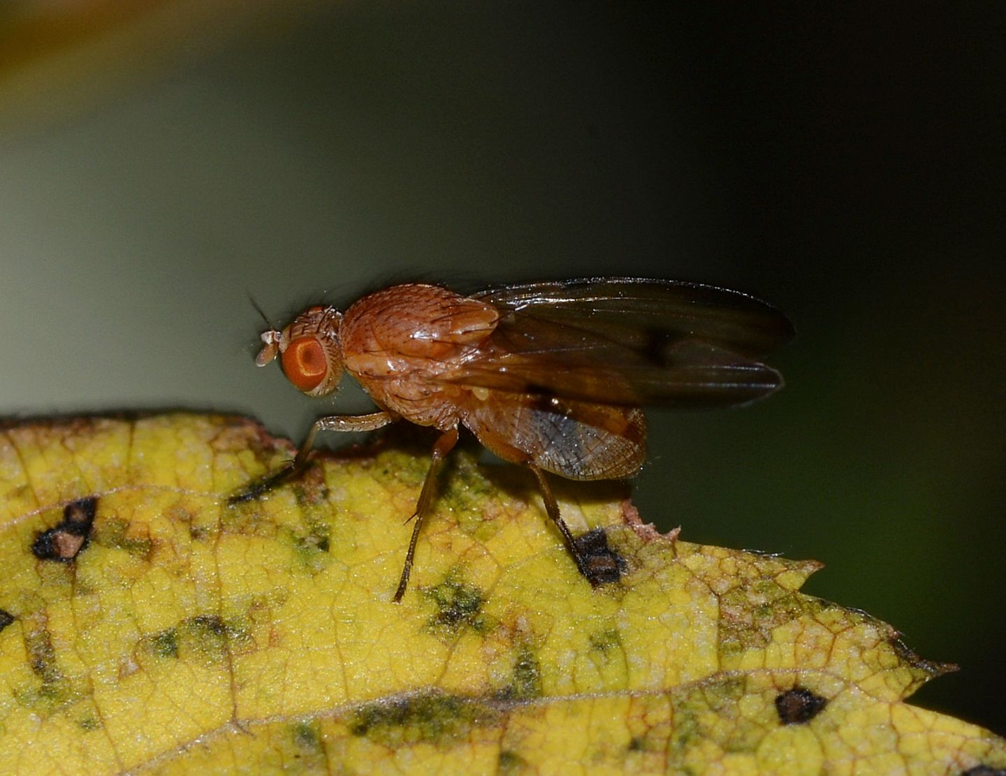Lauxaniidae: Minettia inusta