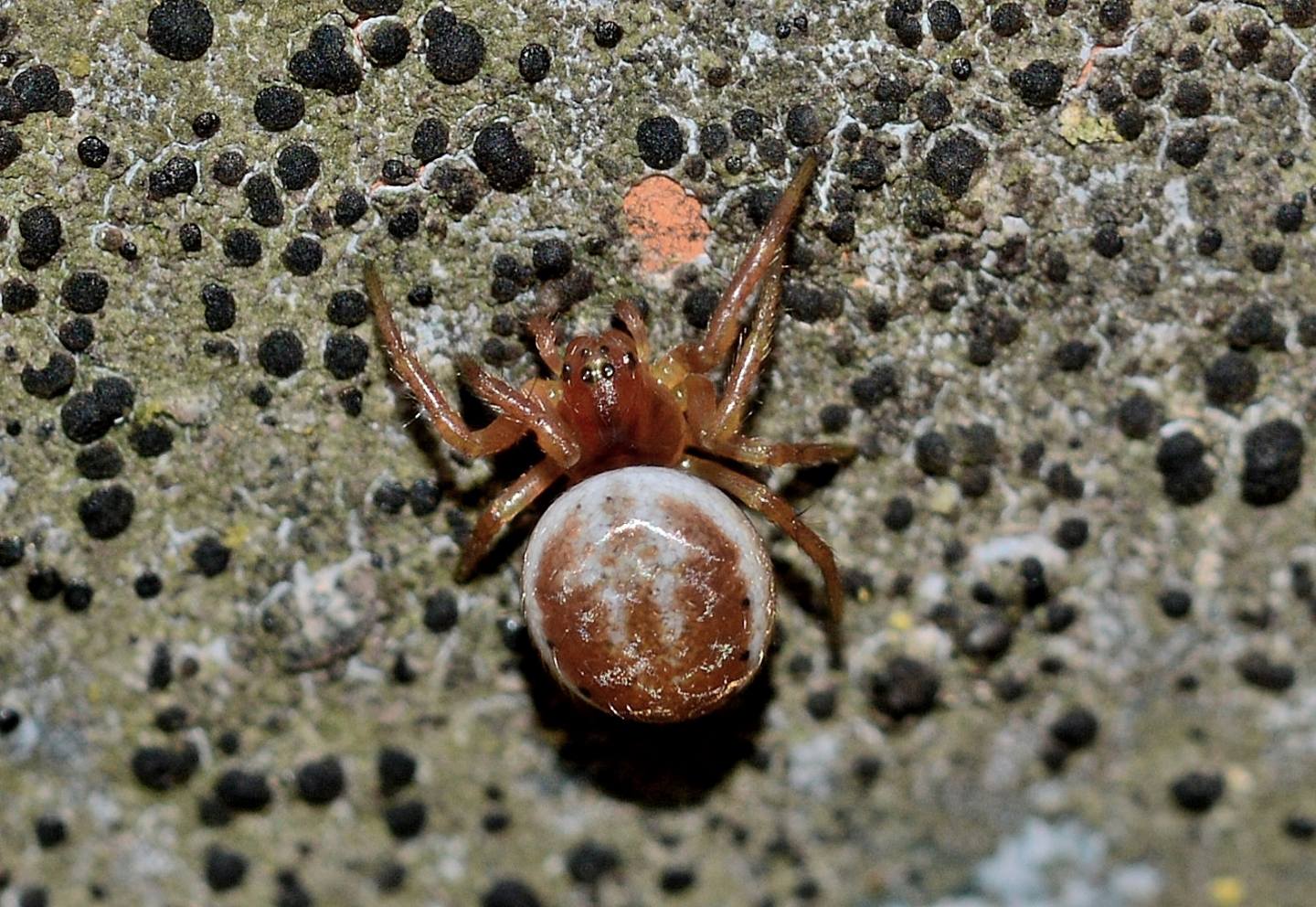 Araneidae: Araniella displicata  - Bannio Anzino (VB)