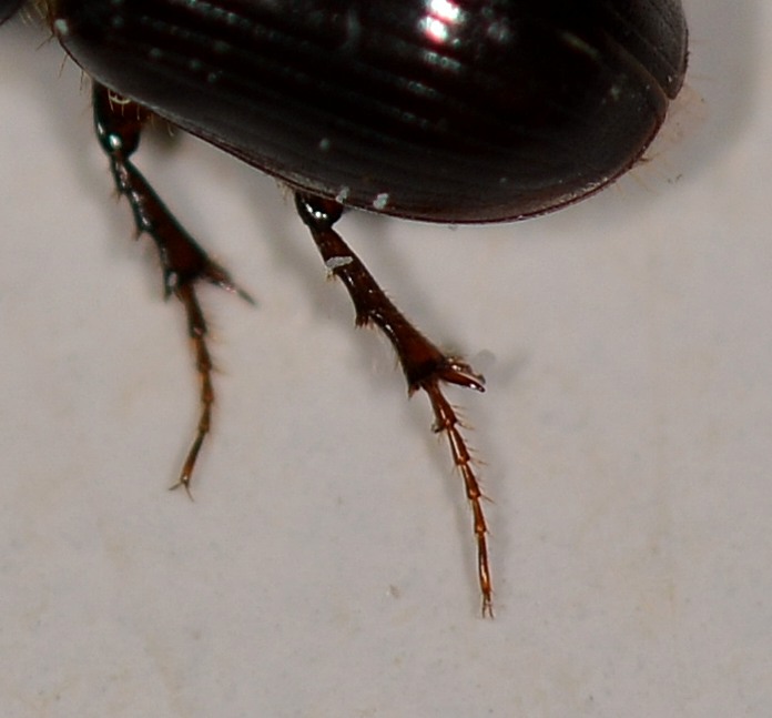 Aphodiidae: Calamosternus granarius