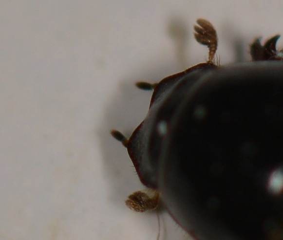 Aphodiidae: Calamosternus granarius