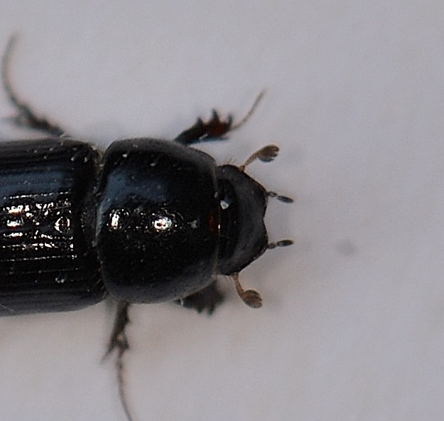 Aphodiidae: Calamosternus granarius