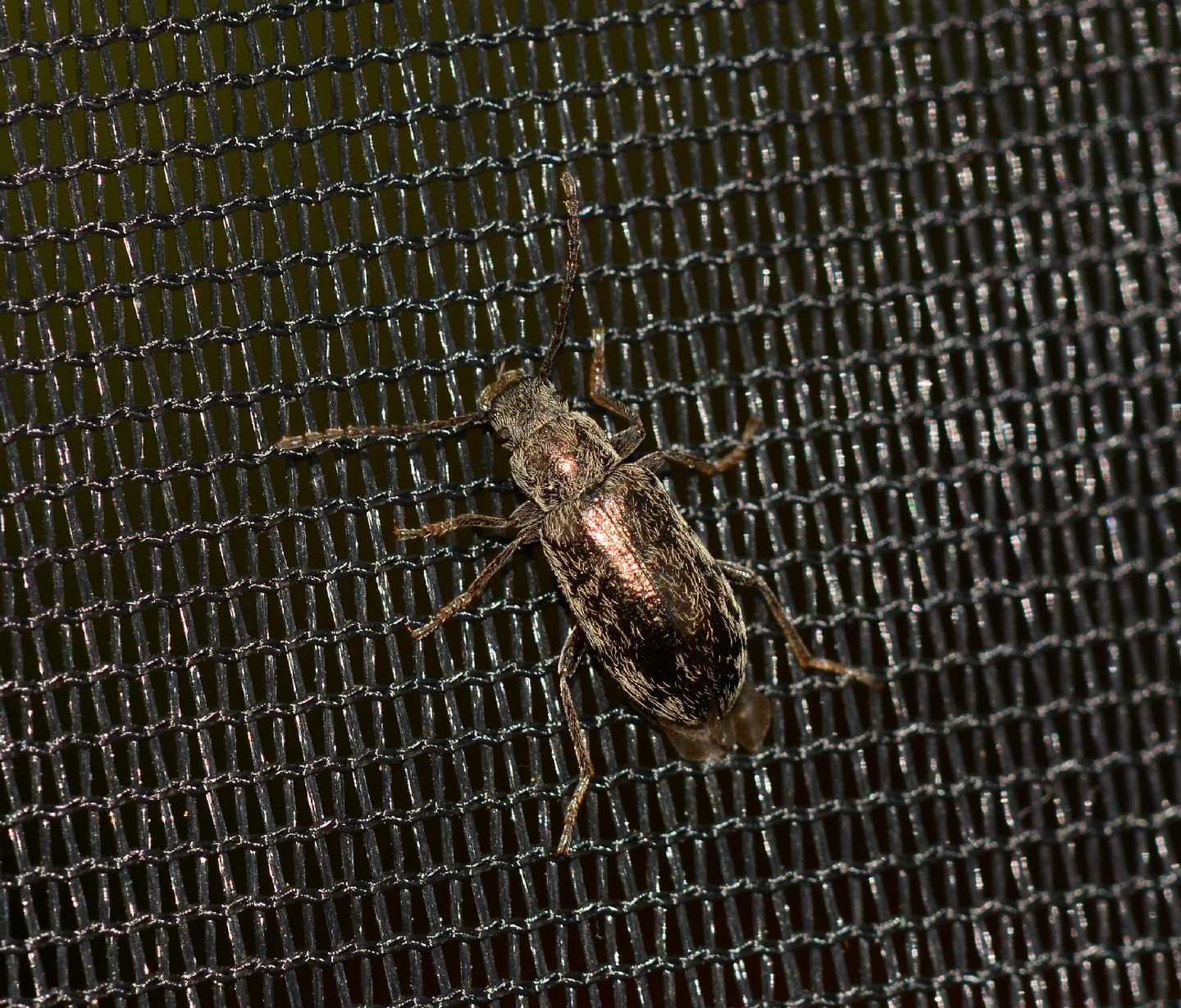 Tenebrionidae ?  S, Nephodinus (= Nephodes) metallescens