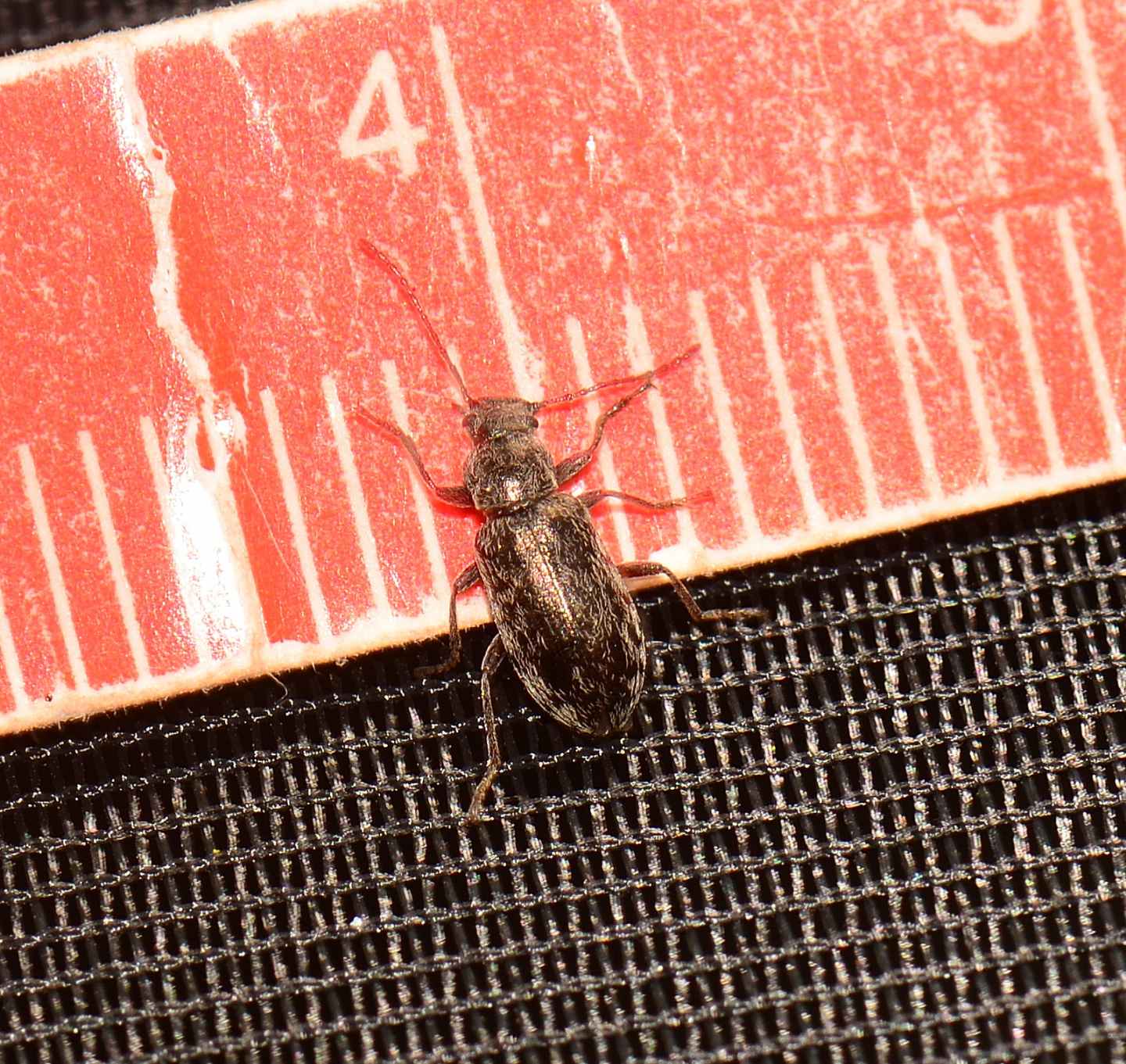 Tenebrionidae ?  S, Nephodinus (= Nephodes) metallescens