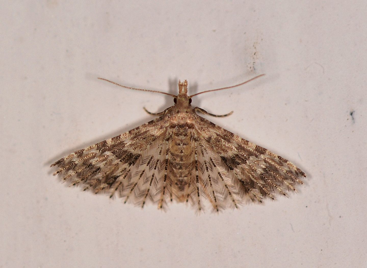 Alucitidae da id