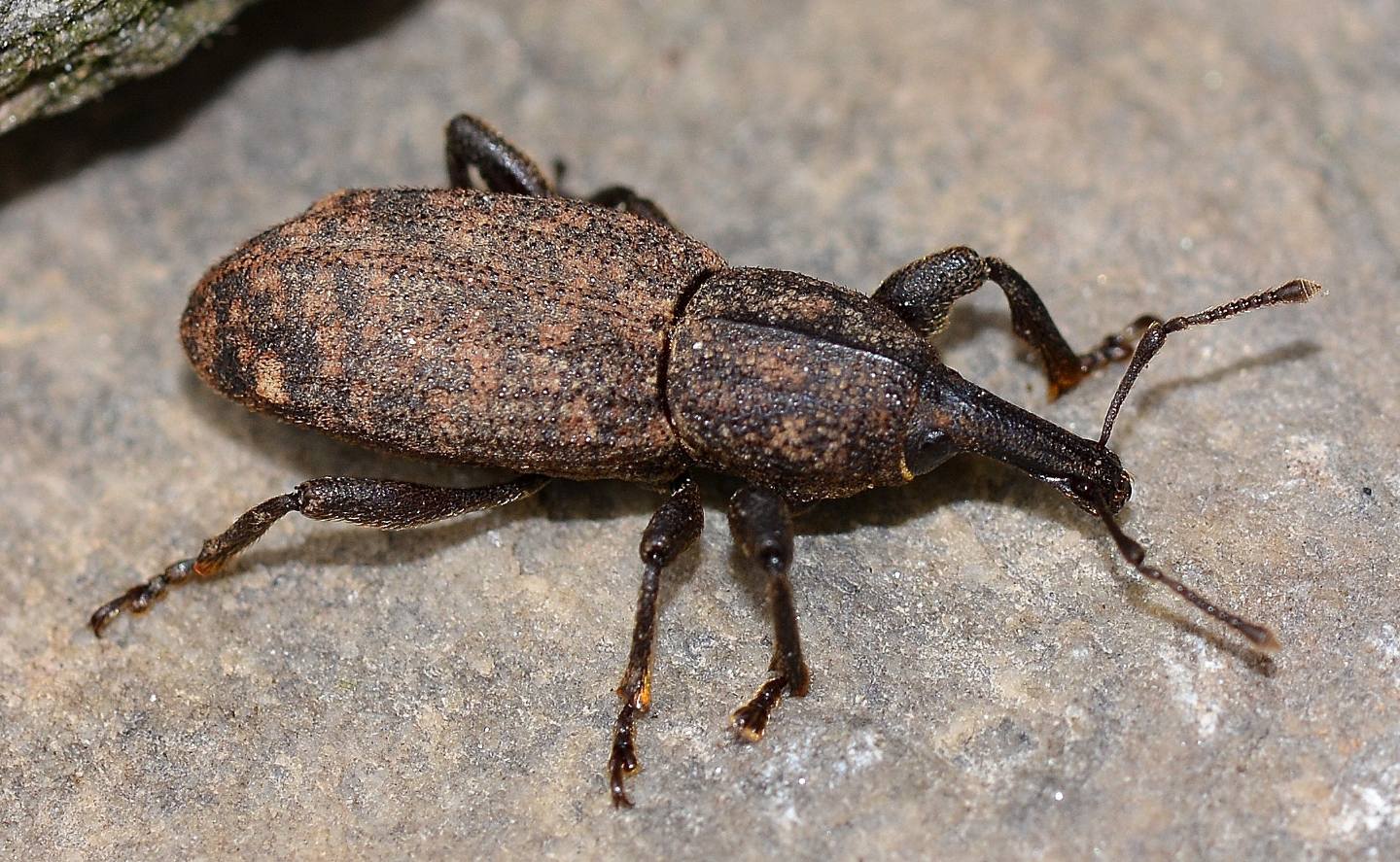 Curculionidae: Neoplinthus tigratus (s.l.)