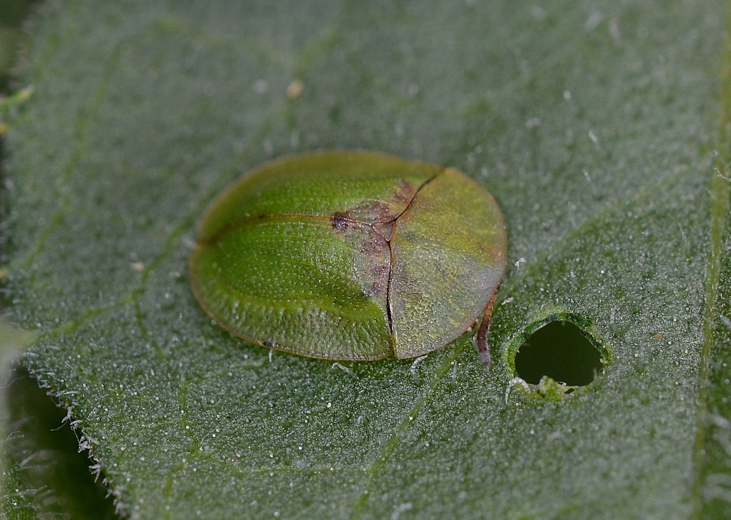 Cassida vibex, Chrysomelidae