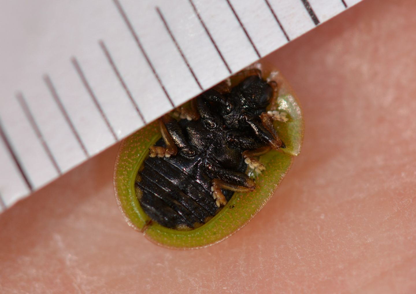 Cassida vibex, Chrysomelidae