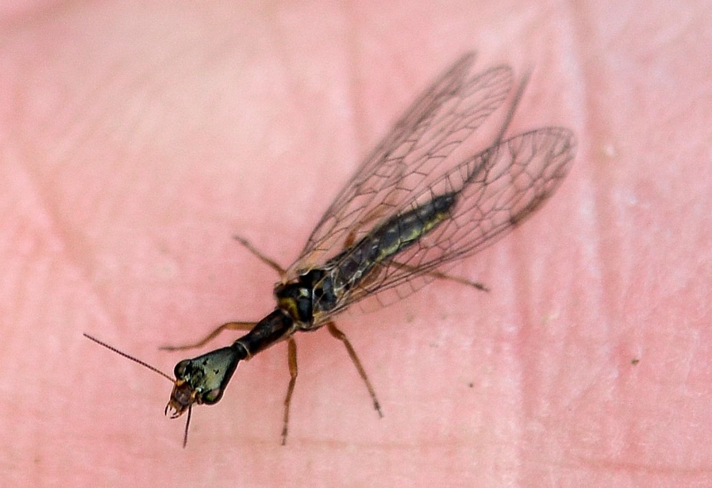 Xanthostigma corsicum,  femmina (Raphidiidae)