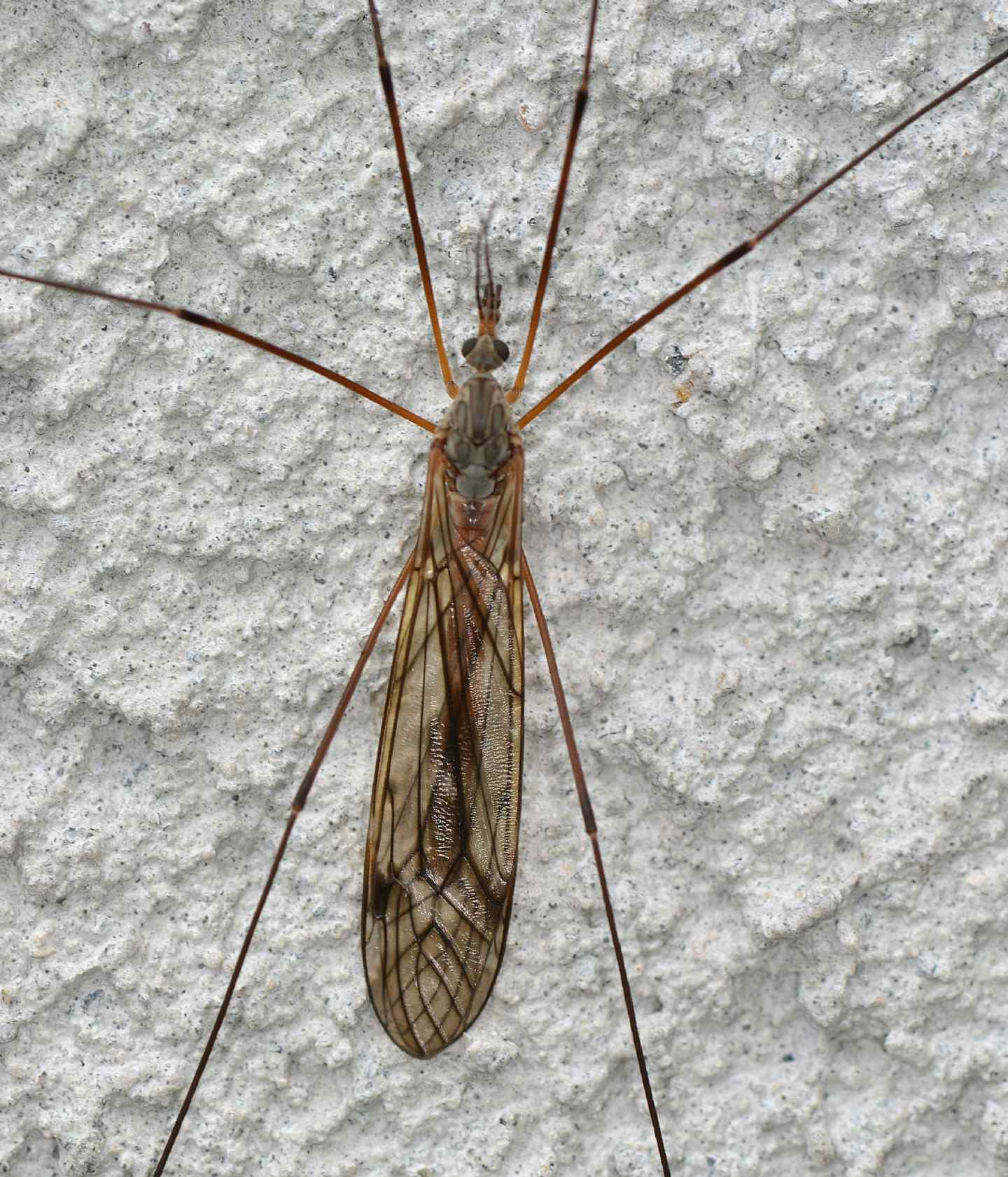 Tipulidae o altra famiglia ?