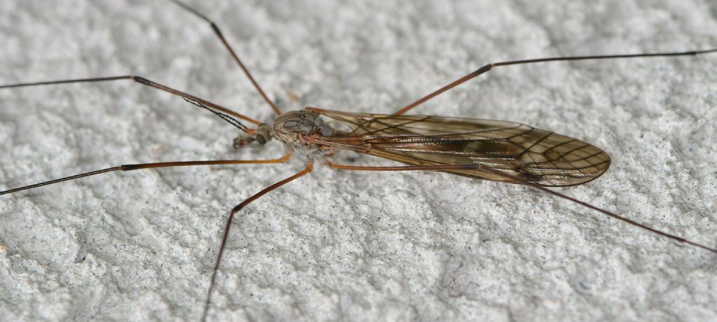 Tipulidae o altra famiglia ?