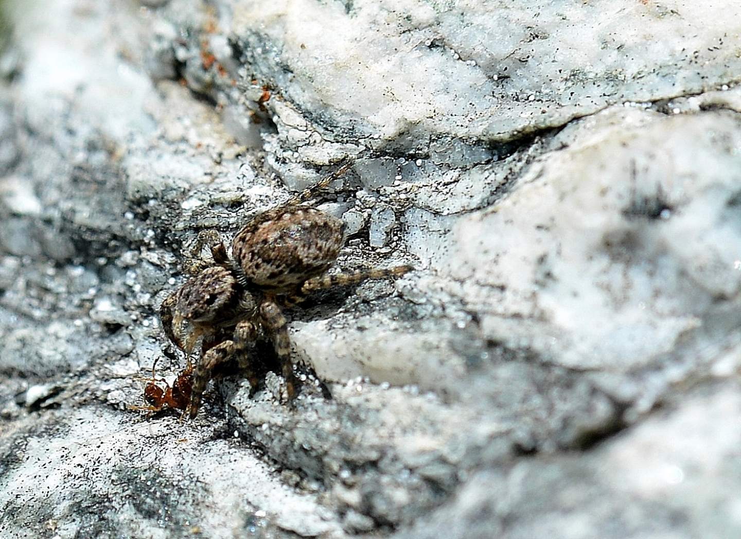 Aelurillus v-insignitus - Calasca (VB)