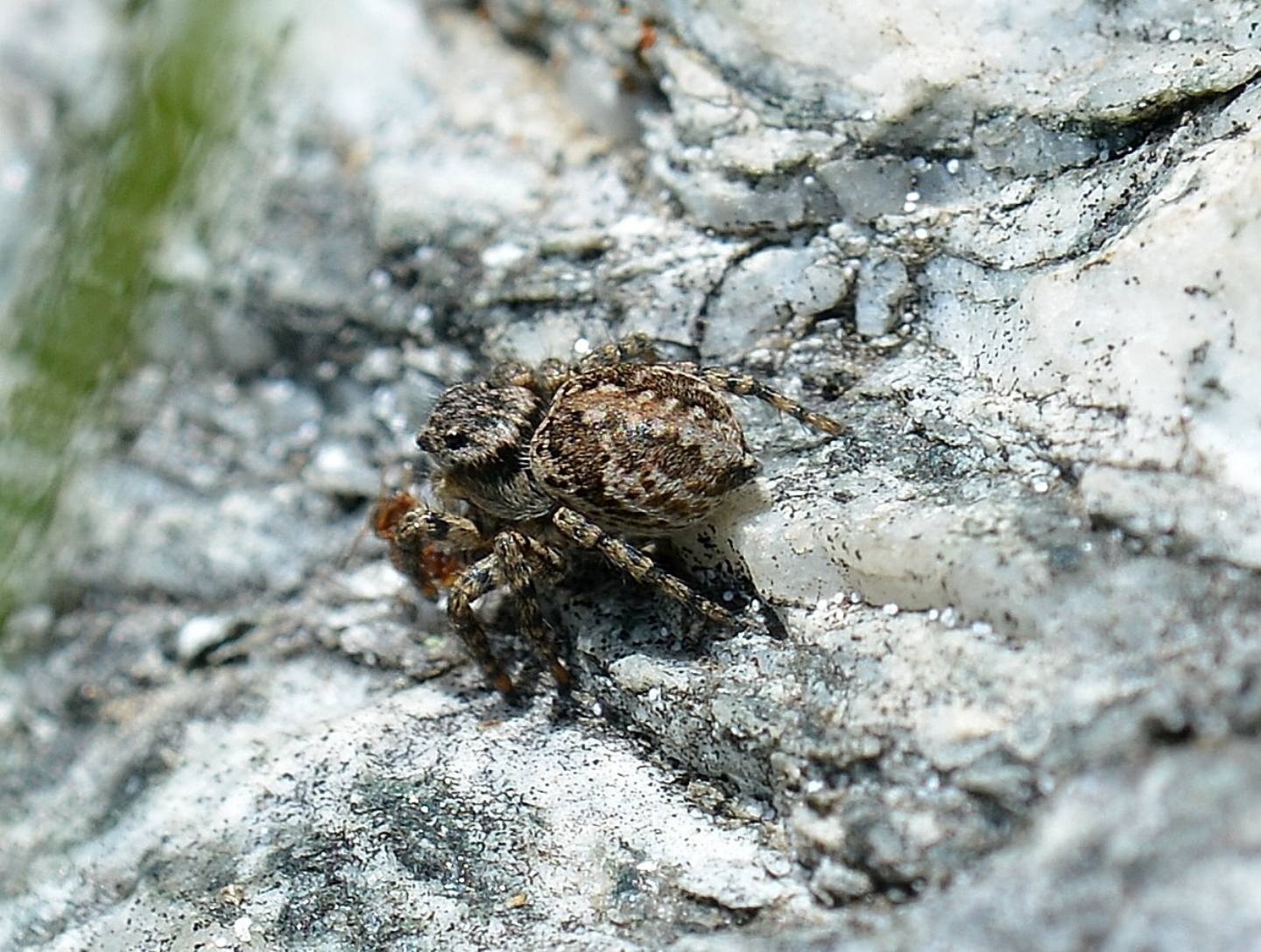 Aelurillus v-insignitus - Calasca (VB)