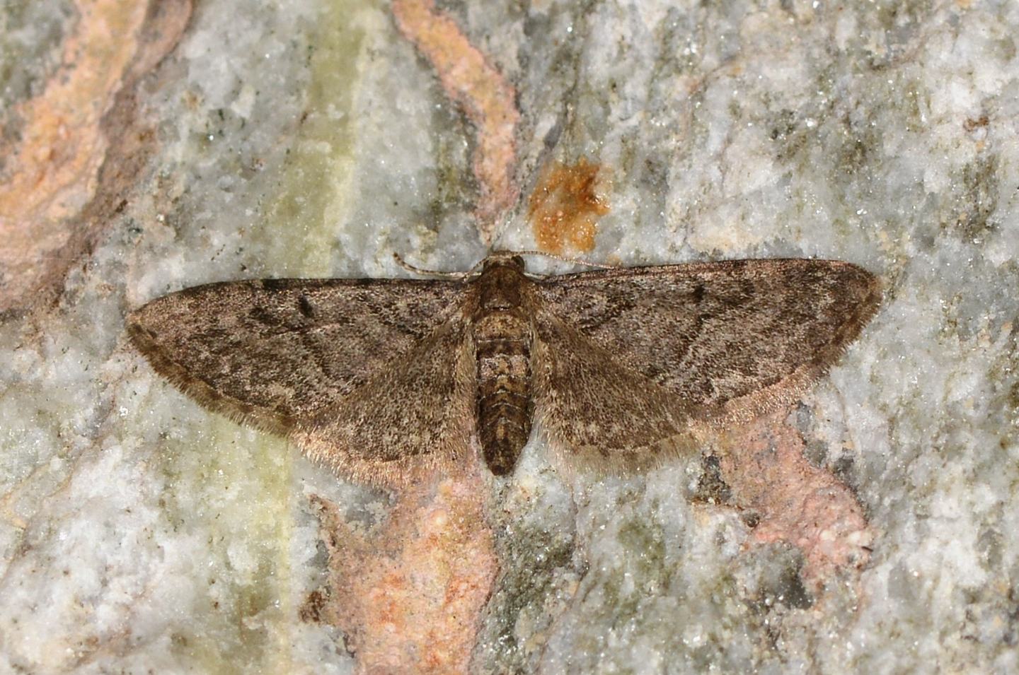 Geometridae da id